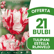 OFFERTA 21 BULBI TULIPANO PARROT ESTELLA RIJNVELD