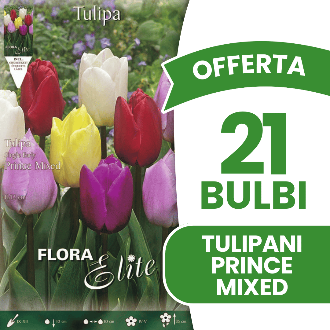 OFFERTA 21 BULBI TULIPANO PRINCE MIX DI COLORI