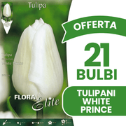 OFFERTA 21 BULBI TULIPANO WHITE PRINCE