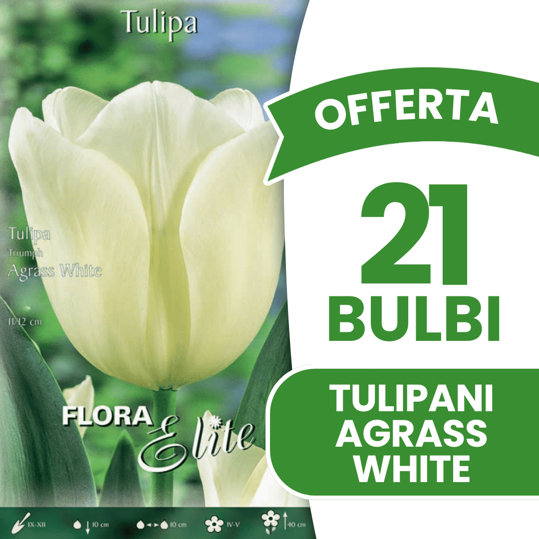 OFFERTA 21 BULBI TULIPANO TRIUMPH AGRASS WHITE