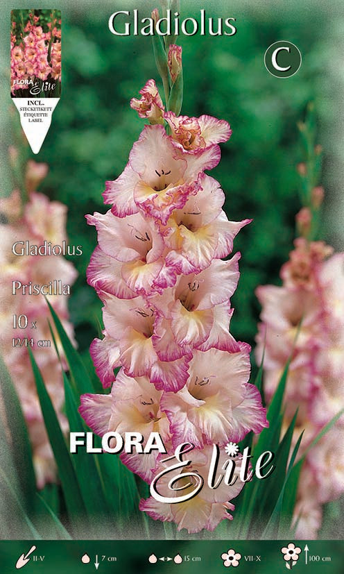 OFFERTA 70 BULBI GLADIOLI A FIORI GRANDI PRISCILLA