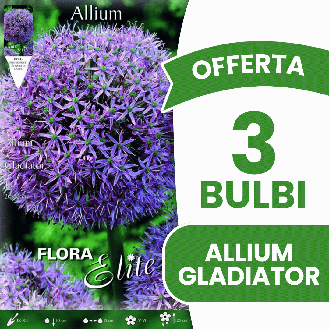 OFFERTA 3 BULBI ALLIUM GLADIATOR