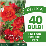 OFFERTA 40 BULBI FREESIA DOUBLE RED