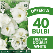 OFFERTA 40 BULBI FREESIA DOUBLE WHITE