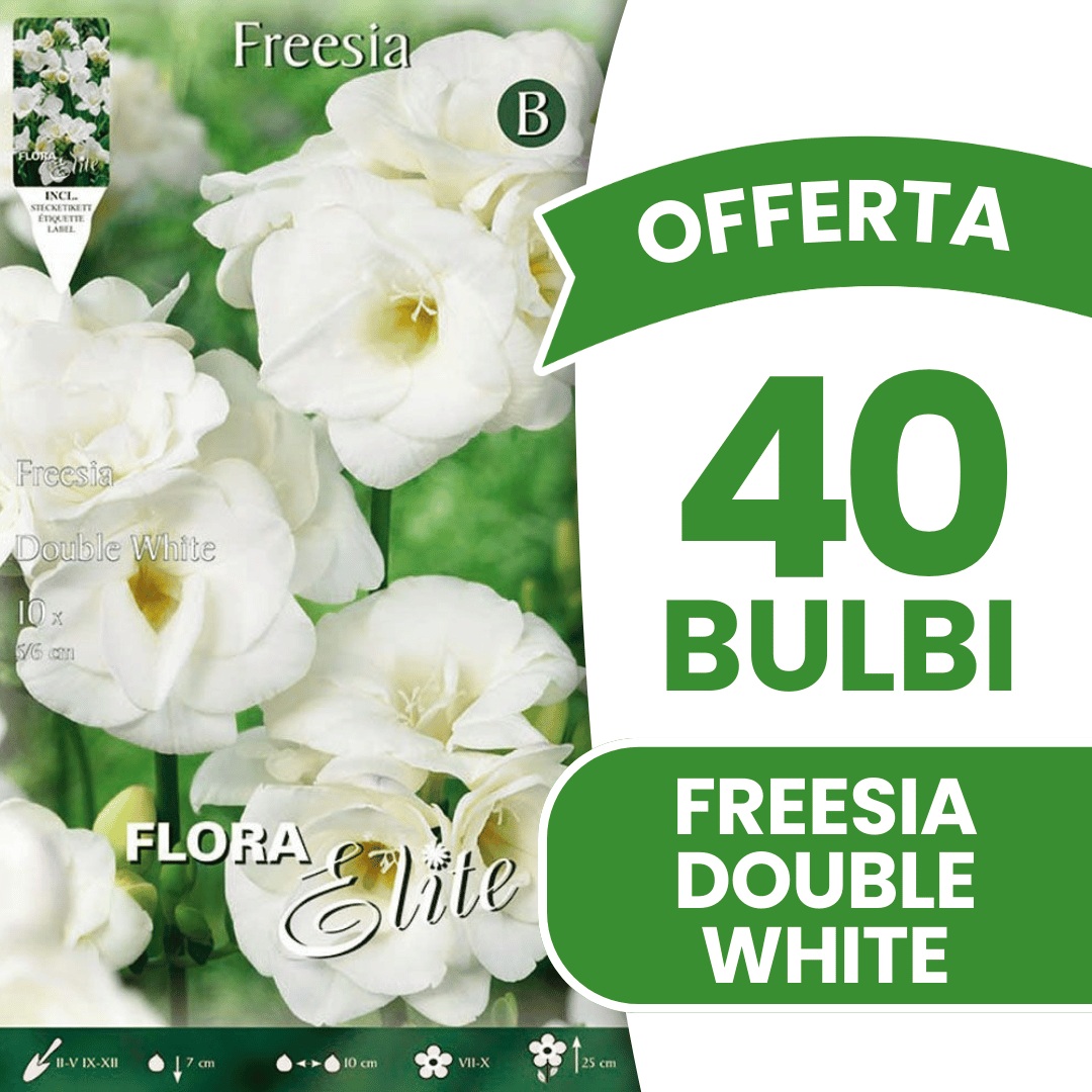 OFFERTA 40 BULBI FREESIA DOUBLE WHITE