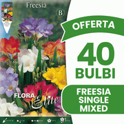 OFFERTA 40 BULBI FREESIA SINGLE MIXED