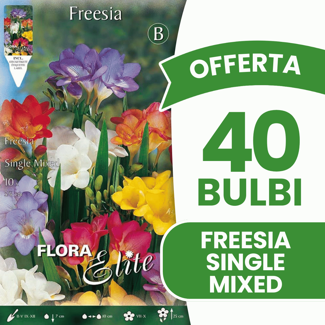 OFFERTA 40 BULBI FREESIA SINGLE MIXED