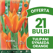 OFFERTA 21 BULBI DI TULIPANO FIOR DI GIGLIO SYNAEDA ORANGE