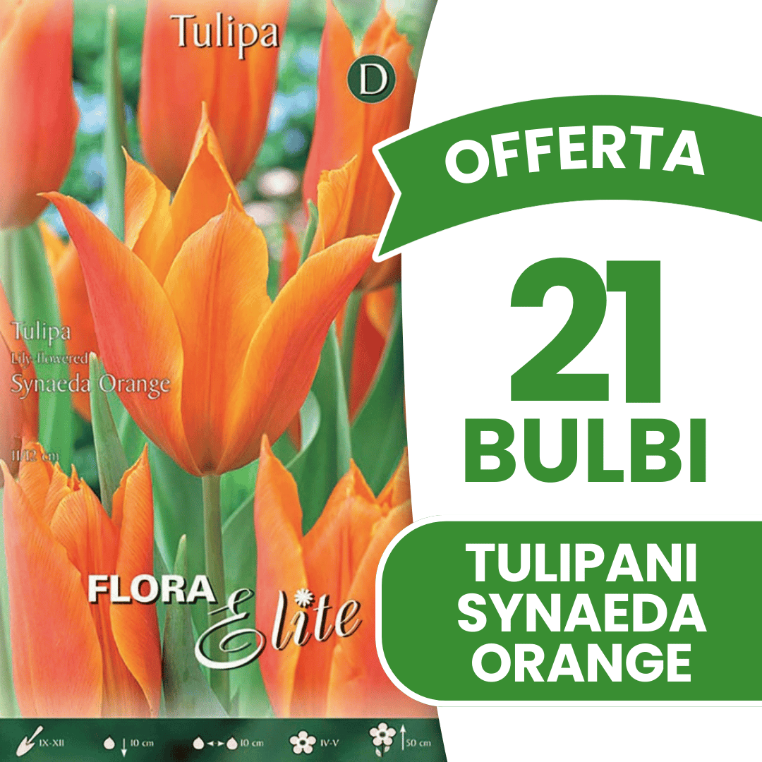 OFFERTA 21 BULBI DI TULIPANO FIOR DI GIGLIO SYNAEDA ORANGE
