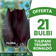 OFFERTA 21 BULBI TULIPANO TRIUMPH RONALDO