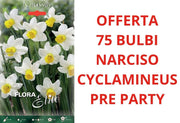 OFFERTA 75 BULBI DI NARCISO CYCLAMINEUS PRE PARTY