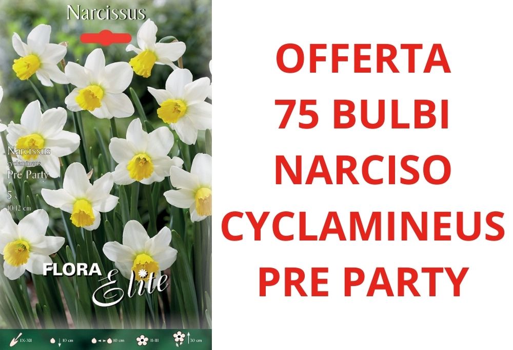 OFFERTA 75 BULBI DI NARCISO CYCLAMINEUS PRE PARTY