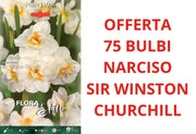 OFFERTA 75 BULBI DI NARCISO MULTI-FLOWERED SIR WINSTON CHURCHILL