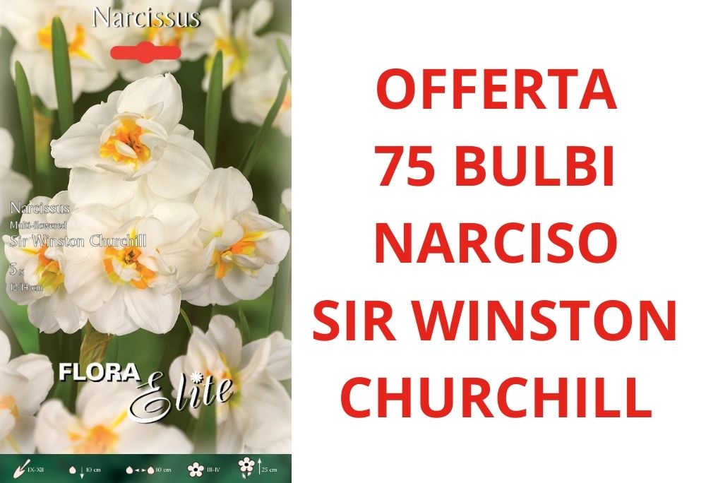 OFFERTA 75 BULBI DI NARCISO MULTI-FLOWERED SIR WINSTON CHURCHILL