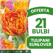 OFFERTA 21 BULBI DI TULIPANO DOUBLE EARLY SUNLOVER