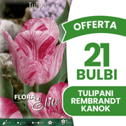 OFFERTA 21 BULBI DI TULIPANO REMBRANDT STRIPED KANOK