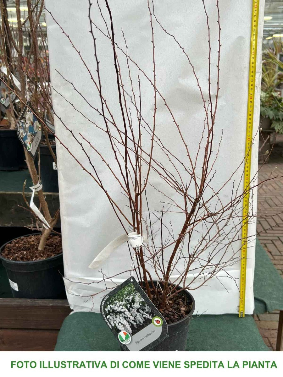 SPIRAEA VANHOUTTEI BIANCA IN VASO 18CM