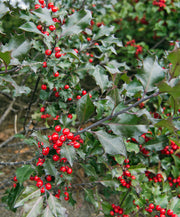 ILEX AGRIFOGLIO MESERVEAE BLUE MAID VASO 28CM H110CM