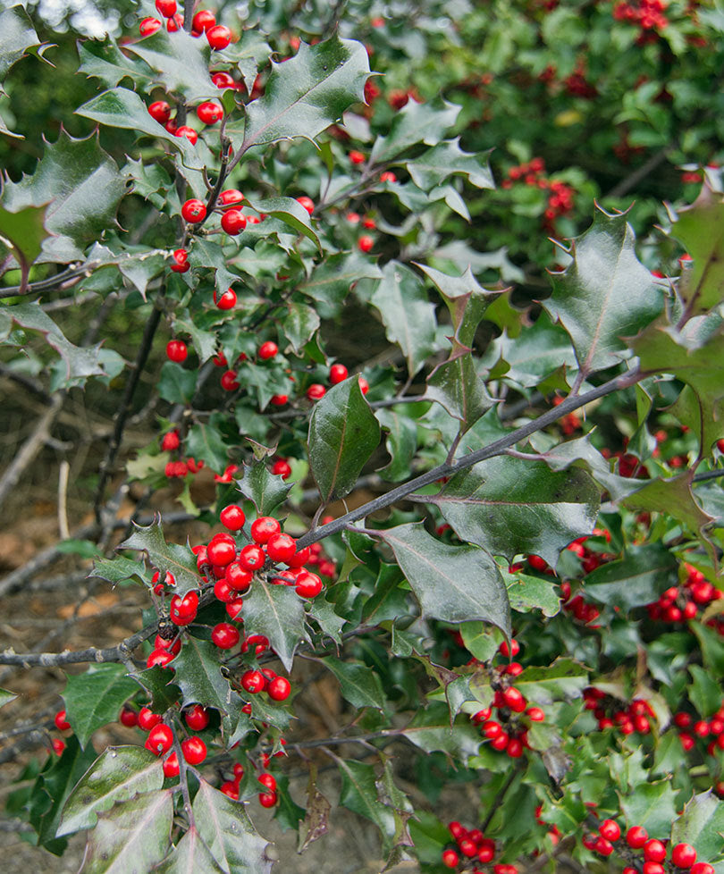 ILEX AGRIFOGLIO MESERVEAE BLUE MAID VASO 28CM H110CM