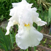 IRIS GERMANICA IMMORTALITY IN VASO 17CM