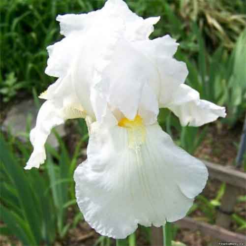 IRIS GERMANICA IMMORTALITY IN VASO 17CM
