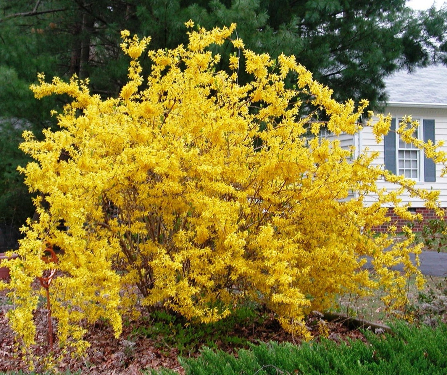 FORSYTHIA FORSIZIA INTERMEDIA WEEKEND IN VASO 18CM