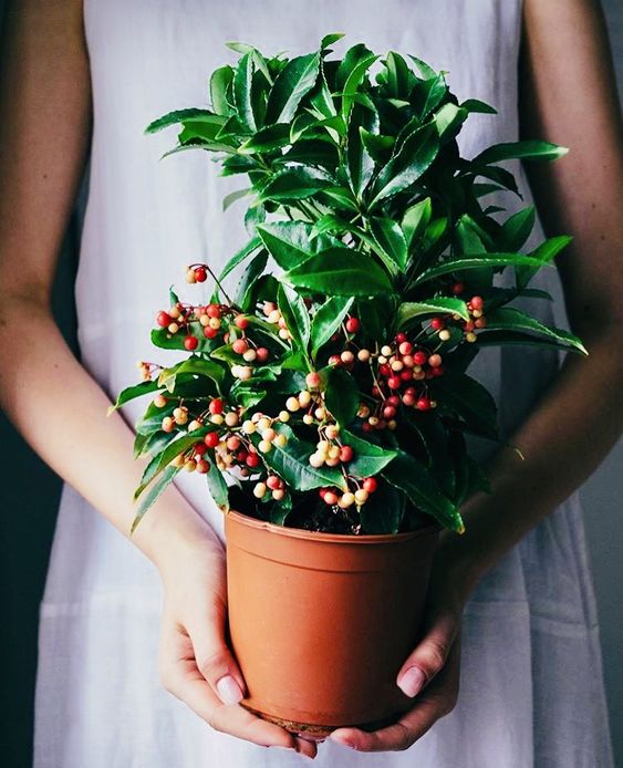 ARDISIA CRENATA BOSPREMIUM VASO 14CM