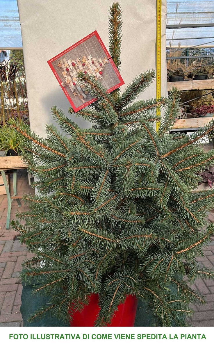ABETE PICEA PUNGENS XMAS SUPER BLUE IN VASO 30CM CONIFERA NANA