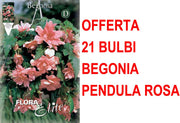 OFFERTA 21 BULBI BEGONIA PENDULA ROSA