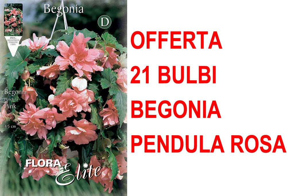 OFFERTA 21 BULBI BEGONIA PENDULA ROSA