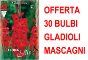 OFFERTA 30 BULBI GLADIOLI A FIORI GRANDI MASCAGNI