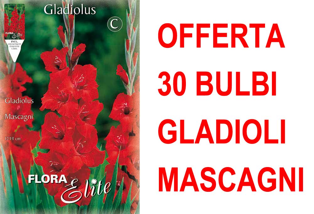 OFFERTA 30 BULBI GLADIOLI A FIORI GRANDI MASCAGNI