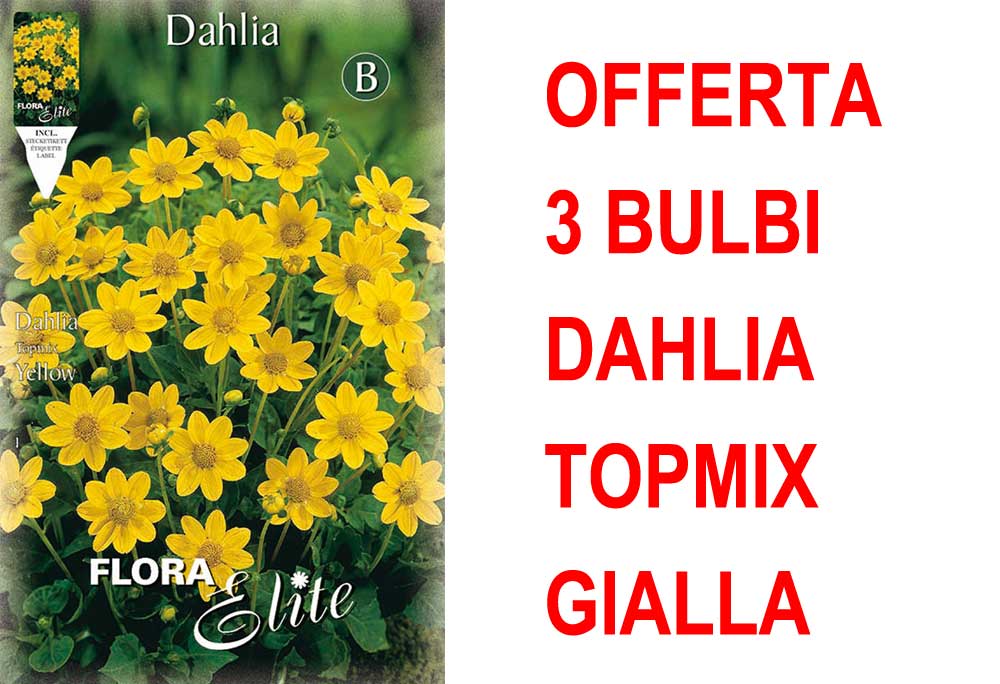 OFFERTA 3 BULBI DAHLIA TOPMIX GIALLA