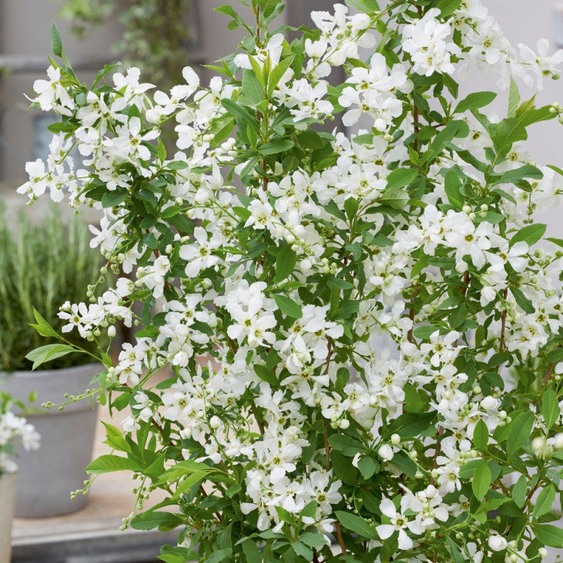 EXOCHORDA RACEMOSA BLUSHING PEARL VASO 17CM