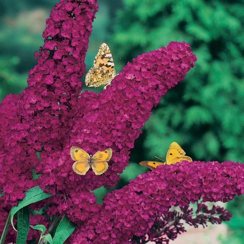 BUDDLEJA ROYAL RED VASO DA 17CM