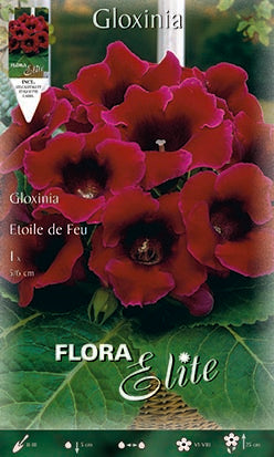 OFFERTA 3 BULBI GLOXINIA ETOILE DE FEU