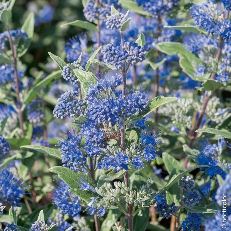 CARYOPTERIS HEAVENLY BLUE VASO 19CM