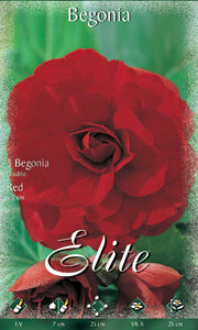 BEGONIA DOUBLE ROSSO (CONFEZIONE DA 3 BULBI)