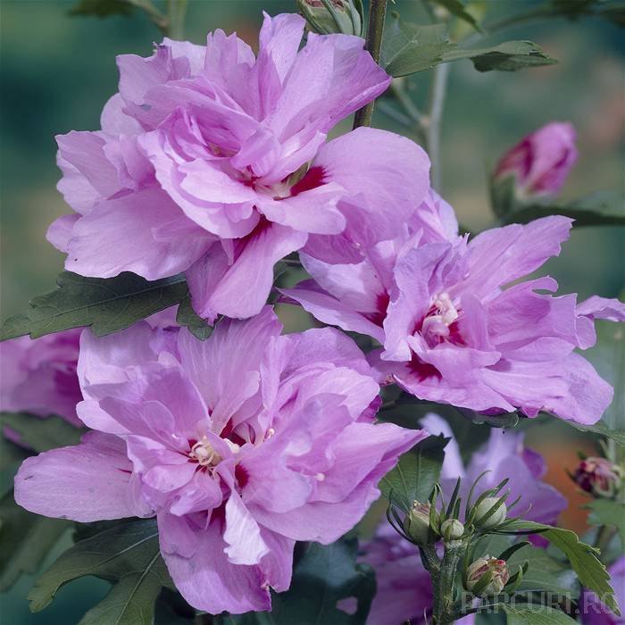IBISCO SYRIACUS ARDENS IN VASO 19CM