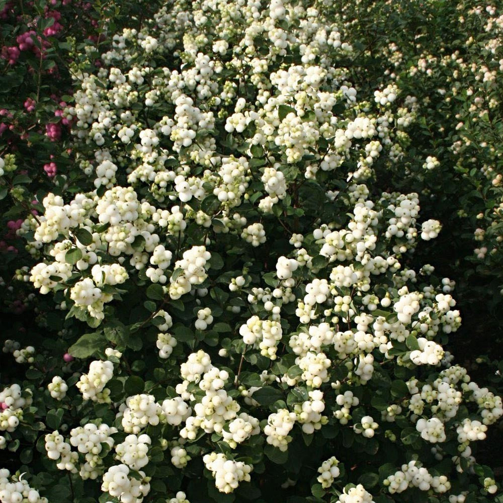 SYMPHORICARPOS ALBERO DELLE PERLE MAGICAL GALAXY VASO DA 23CM