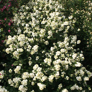 SYMPHORICARPOS ALBERO DELLE PERLE MAGICAL GALAXY VASO DA 23CM