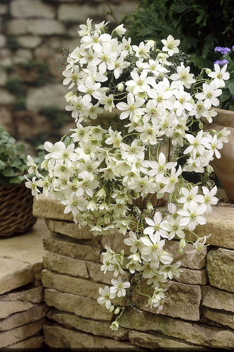 CLEMATIDE WHITE ABUNDANCE IN VASO 15CM