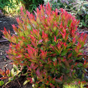 LEUCOTHOE LITTLE FLAMES VASO 19CM