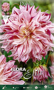 DAHLIA DECORATIVE BRISTOL STRIPE (CONFEZIONE DA 1 BULBO)