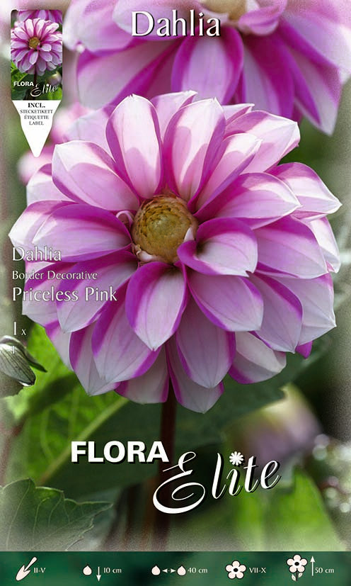 DAHLIA DA BORDURA PRICELESS PINK (CONFEZIONE DA 1 BULBO)