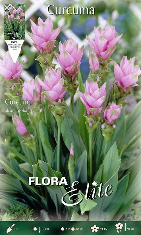 OFFERTA 6 BULBI CURCUMA ALISMATIFOLIA