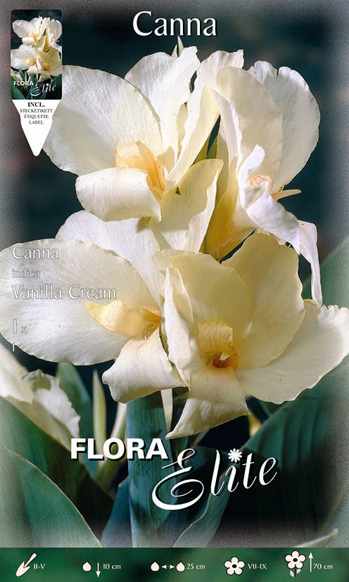 OFFERTA 7 BULBI CANNA VANILLA CREAM