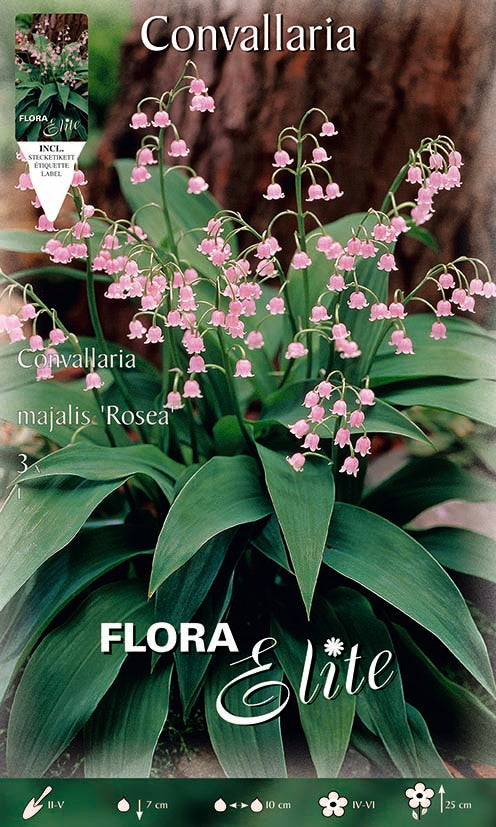 MUGHETTO ROSA CONVALLARIA MAJALIS ROSEA (CONFEZIONE DA 3 BULBI)