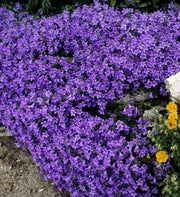 CAMPANULA VASO 5.5CM