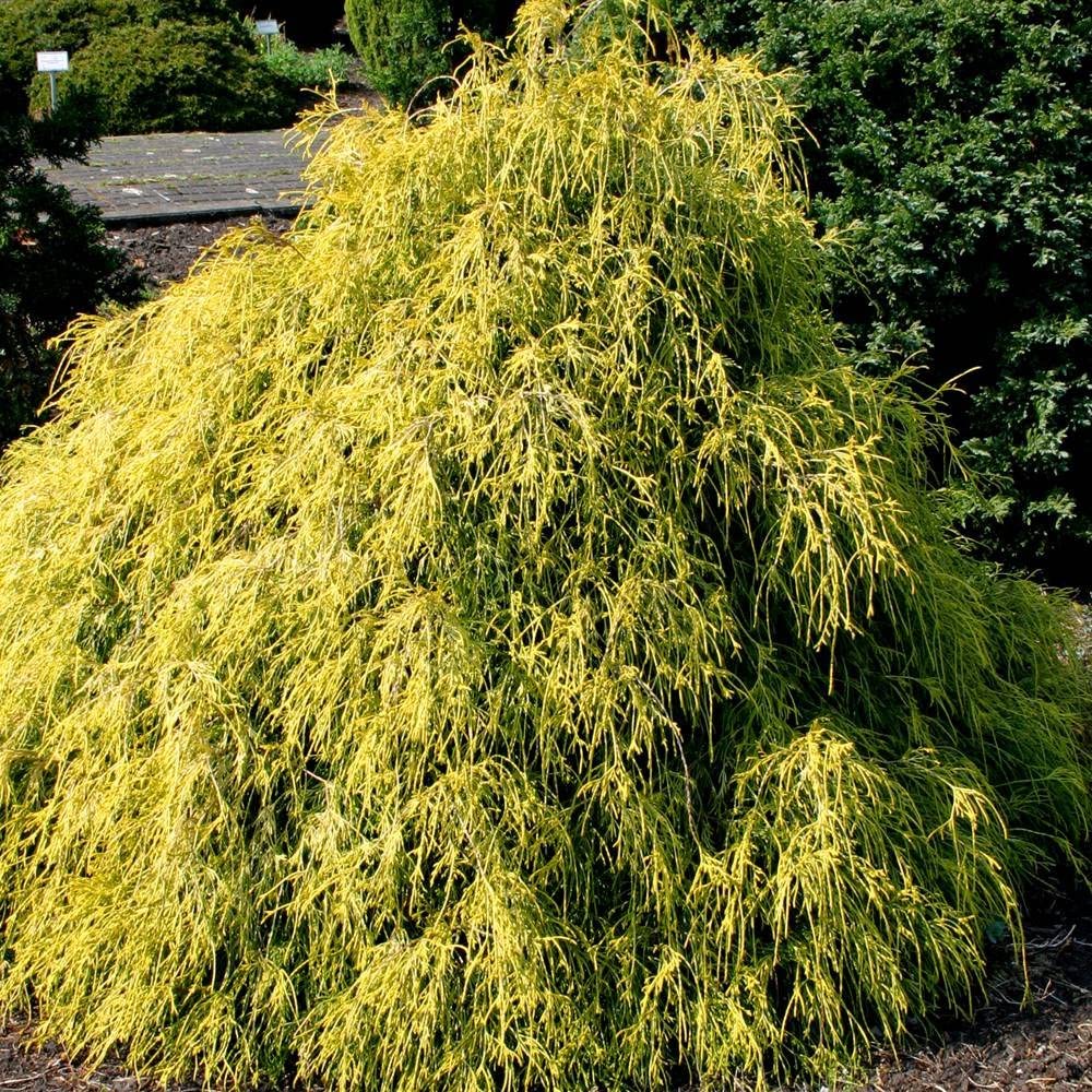 CHAMAECYPARIS PISIFERA SUNGOLD VASO 19CM
